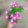 Hoa dừa cạn tím - Nở rực rỡ quanh năm, lý tưởng cho ban công, sân vườn, chỉ 35.000₫ 8