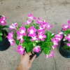 Hoa dừa cạn tím - Nở rực rỡ quanh năm, lý tưởng cho ban công, sân vườn, chỉ 35.000₫ 9
