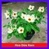 Hoa Dừa Kem (Cây Đông Hầu) - Cây cảnh sân vườn giá ưu đãi 24.000₫, dễ chăm sóc