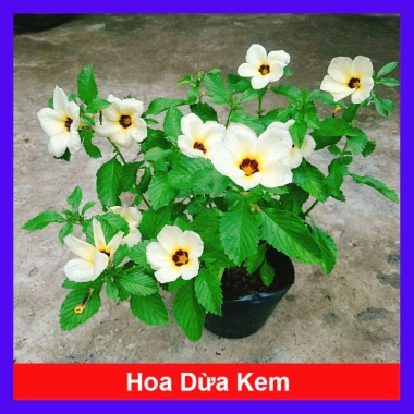 Hoa Dừa Kem (Cây Đông Hầu) - Cây cảnh sân vườn giá ưu đãi 24.000₫, dễ chăm sóc