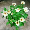 Hoa Dừa Kem (Cây Đông Hầu) - Cây cảnh sân vườn giá ưu đãi 24.000₫, dễ chăm sóc 3