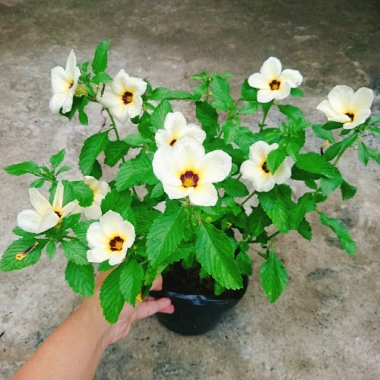 Hoa Dừa Kem (Cây Đông Hầu) - Cây cảnh sân vườn giá ưu đãi 24.000₫, dễ chăm sóc