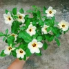 Hoa Dừa Kem (Cây Đông Hầu) - Cây cảnh sân vườn giá ưu đãi 24.000₫, dễ chăm sóc 5