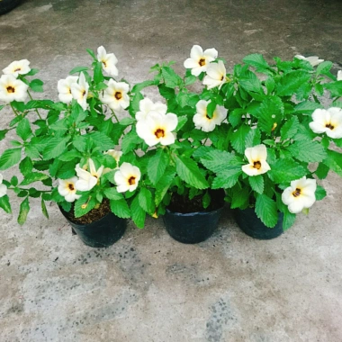 Hoa Dừa Kem (Cây Đông Hầu) - Cây cảnh sân vườn giá ưu đãi 24.000₫, dễ chăm sóc