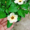 Hoa Dừa Kem (Cây Đông Hầu) - Cây cảnh sân vườn giá ưu đãi 24.000₫, dễ chăm sóc 7