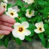 Hoa Dừa Kem (Cây Đông Hầu) - Cây cảnh sân vườn giá ưu đãi 24.000₫, dễ chăm sóc 8