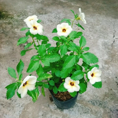 Hoa Dừa Kem (Cây Đông Hầu) - Cây cảnh sân vườn giá ưu đãi 24.000₫, dễ chăm sóc