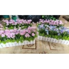 Hoa Giả - Hàng Rào Trang Trí Nhà Cửa - Sunflower, Thủy Tiên, Cúc Hoạ Mi - Giá 175k 8
