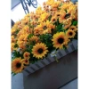 Hoa Giả - Hàng Rào Trang Trí Nhà Cửa - Sunflower, Thủy Tiên, Cúc Hoạ Mi - Giá 175k 10