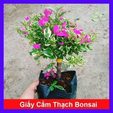 Hoa Giấy Cẩm Thạch Bonsai - Cây Cảnh Để Bàn, Giá 75.000, Đẹp, Bền, Tinh Tế