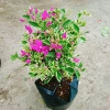 Hoa Giấy Cẩm Thạch Bonsai - Cây Cảnh Để Bàn, Giá 75.000, Đẹp, Bền, Tinh Tế 2