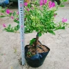 Hoa Giấy Cẩm Thạch Bonsai - Cây Cảnh Để Bàn, Giá 75.000, Đẹp, Bền, Tinh Tế 3