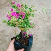 Hoa Giấy Cẩm Thạch Bonsai - Cây Cảnh Để Bàn, Giá 75.000, Đẹp, Bền, Tinh Tế 4