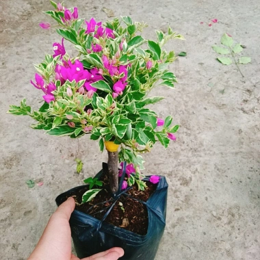Hoa Giấy Cẩm Thạch Bonsai - Cây Cảnh Để Bàn, Giá 75.000, Đẹp, Bền, Tinh Tế 4 Hoa Giấy Cẩm Thạch Bonsai - Cây Cảnh Để Bàn, Giá 75.000, Đẹp, Bền, Tinh Tế 4