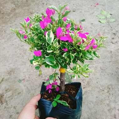 Hoa Giấy Cẩm Thạch Bonsai - Cây Cảnh Để Bàn, Giá 75.000, Đẹp, Bền, Tinh Tế 5 Hoa Giấy Cẩm Thạch Bonsai - Cây Cảnh Để Bàn, Giá 75.000, Đẹp, Bền, Tinh Tế 5
