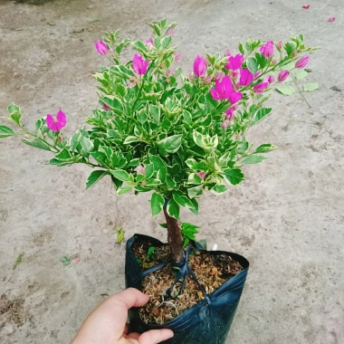 Hoa Giấy Cẩm Thạch Bonsai - Cây Cảnh Để Bàn, Giá 75.000, Đẹp, Bền, Tinh Tế