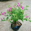 Hoa Giấy Cẩm Thạch Bonsai - Cây Cảnh Để Bàn, Giá 75.000, Đẹp, Bền, Tinh Tế 7
