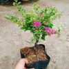 Hoa Giấy Cẩm Thạch Bonsai - Cây Cảnh Để Bàn, Giá 75.000, Đẹp, Bền, Tinh Tế 8