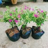 Hoa Giấy Cẩm Thạch Bonsai - Cây Cảnh Để Bàn, Giá 75.000, Đẹp, Bền, Tinh Tế 9