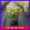 Hoa giấy ngũ sắc Ấn Độ 40-60cm – chậu cây cảnh sân vườn, nở rực rỡ, giảm còn 106k