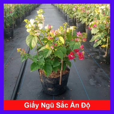 Hoa giấy ngũ sắc Ấn Độ 40-60cm – chậu cây cảnh sân vườn, nở rực rỡ, giảm còn 106k