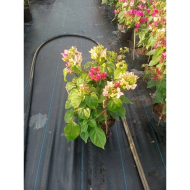 Hoa giấy ngũ sắc Ấn Độ 40-60cm – chậu cây cảnh sân vườn, nở rực rỡ, giảm còn 106k 2