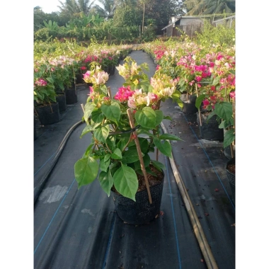Hoa giấy ngũ sắc Ấn Độ 40-60cm – chậu cây cảnh sân vườn, nở rực rỡ, giảm còn 106k 3