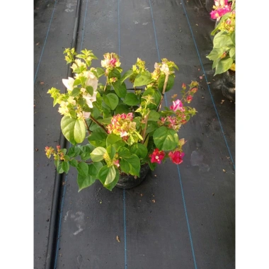 Hoa giấy ngũ sắc Ấn Độ 40-60cm – chậu cây cảnh sân vườn, nở rực rỡ, giảm còn 106k 4