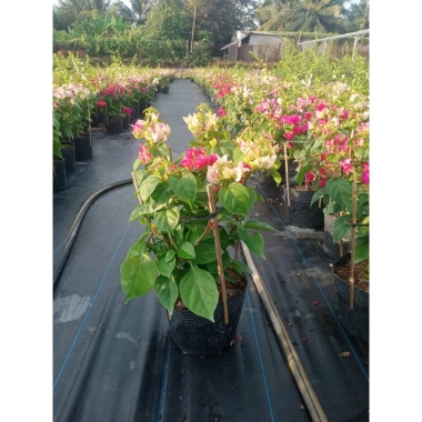 Hoa giấy ngũ sắc Ấn Độ 40-60cm – chậu cây cảnh sân vườn, nở rực rỡ, giảm còn 106k 5