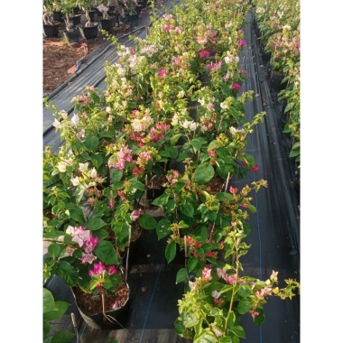 Hoa giấy ngũ sắc Ấn Độ 40-60cm – chậu cây cảnh sân vườn, nở rực rỡ, giảm còn 106k 6