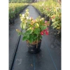 Hoa giấy ngũ sắc Ấn Độ 40-60cm – chậu cây cảnh sân vườn, nở rực rỡ, giảm còn 106k 7