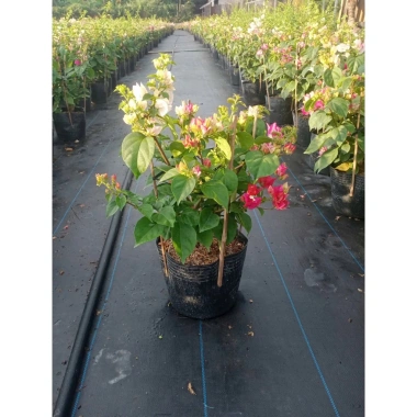 Hoa giấy ngũ sắc Ấn Độ 40-60cm – chậu cây cảnh sân vườn, nở rực rỡ, giảm còn 106k 7
