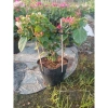 Hoa giấy ngũ sắc Ấn Độ 40-60cm – chậu cây cảnh sân vườn, nở rực rỡ, giảm còn 106k 8