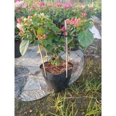 Hoa giấy ngũ sắc Ấn Độ 40-60cm – chậu cây cảnh sân vườn, nở rực rỡ, giảm còn 106k 8