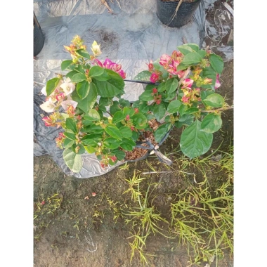 Hoa giấy ngũ sắc Ấn Độ 40-60cm – chậu cây cảnh sân vườn, nở rực rỡ, giảm còn 106k 9