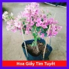 Hoa Giấy Tím Tuyết – Cây Cảnh Đẹp Trang Trí Sân Vườn, Giá Ưu Đãi 75.000 VND (Giá Gốc 95.250 VND)
