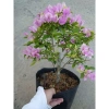 Hoa Giấy Tím Tuyết – Cây Cảnh Đẹp Trang Trí Sân Vườn, Giá Ưu Đãi 75.000 VND (Giá Gốc 95.250 VND) 2