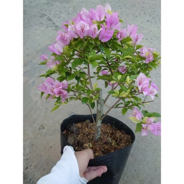 Hoa Giấy Tím Tuyết – Cây Cảnh Đẹp Trang Trí Sân Vườn, Giá Ưu Đãi 75.000 VND (Giá Gốc 95.250 VND) 2