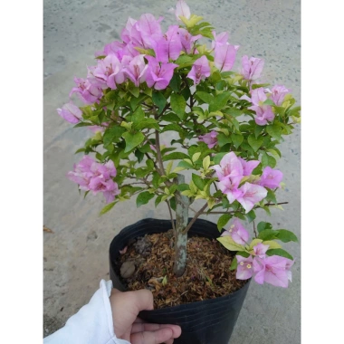 Hoa Giấy Tím Tuyết – Cây Cảnh Đẹp Trang Trí Sân Vườn, Giá Ưu Đãi 75.000 VND (Giá Gốc 95.250 VND) 4