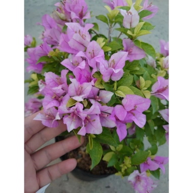 Hoa Giấy Tím Tuyết – Cây Cảnh Đẹp Trang Trí Sân Vườn, Giá Ưu Đãi 75.000 VND (Giá Gốc 95.250 VND) 5