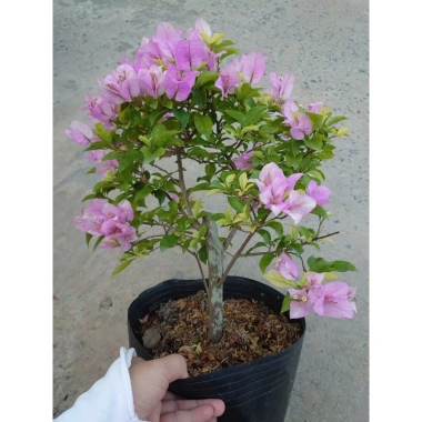 Hoa Giấy Tím Tuyết – Cây Cảnh Đẹp Trang Trí Sân Vườn, Giá Ưu Đãi 75.000 VND (Giá Gốc 95.250 VND) 6
