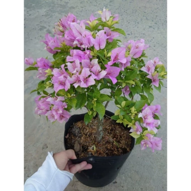 Hoa Giấy Tím Tuyết – Cây Cảnh Đẹp Trang Trí Sân Vườn, Giá Ưu Đãi 75.000 VND (Giá Gốc 95.250 VND) 7