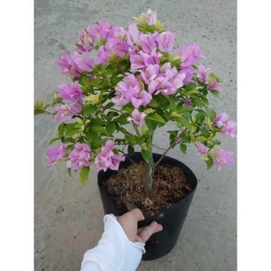 Hoa Giấy Tím Tuyết – Cây Cảnh Đẹp Trang Trí Sân Vườn, Giá Ưu Đãi 75.000 VND (Giá Gốc 95.250 VND) 8