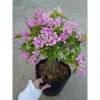 Hoa Giấy Tím Tuyết – Cây Cảnh Đẹp Trang Trí Sân Vườn, Giá Ưu Đãi 75.000 VND (Giá Gốc 95.250 VND) 9