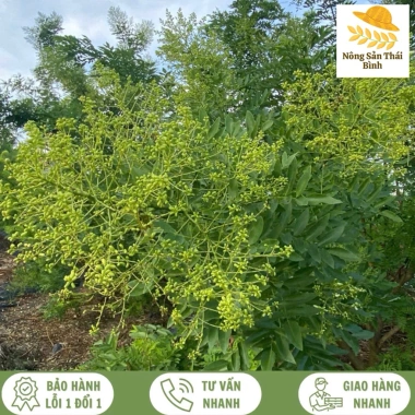 Hoa Hoè Thái Bình - Giảm Huyết Áp Tự Nhiên, Hiệu Quả, Giá Ưu Đãi 81.000đ 5 Hoa Hoè Thái Bình - Giảm Huyết Áp Tự Nhiên, Hiệu Quả, Giá Ưu Đãi 81.000đ 5
