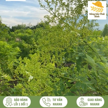 Hoa Hoè Thái Bình - Giảm Huyết Áp Tự Nhiên, Hiệu Quả, Giá Ưu Đãi 81.000đ 6 Hoa Hoè Thái Bình - Giảm Huyết Áp Tự Nhiên, Hiệu Quả, Giá Ưu Đãi 81.000đ 6