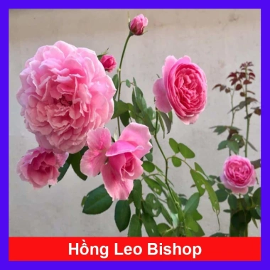 Hoa Hồng Bishop - chậu cây hoa hồng leo cổng rào, sân vườn, ban công, giá ưu đãi 85k