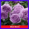 Hoa Hồng Blue Storm màu tím đẹp, hương thơm hoa quả - Giá ưu đãi 95.000 VND