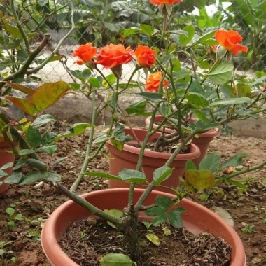 Hoa Hồng Cam Tỉ Muội - Cây Cảnh Để Bàn, Tươi Mát, Giá Ưu Đãi 55k 7