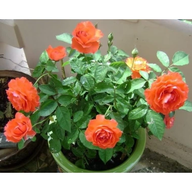 Hoa Hồng Cam Tỉ Muội - Cây Cảnh Để Bàn, Tươi Mát, Giá Ưu Đãi 55k 8